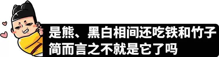 围观中国网红神兽羞羞视频，这是什么特殊爱好？