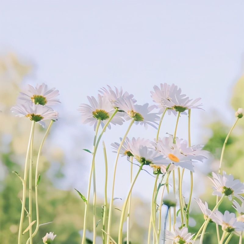 朋友圈背景图一组治愈系背景图,干净好看治愈系背景图高清全屏