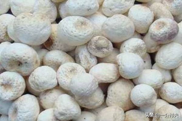 玉米地一种常见野草,农民见了就拔,却不知其比玉米贵50倍