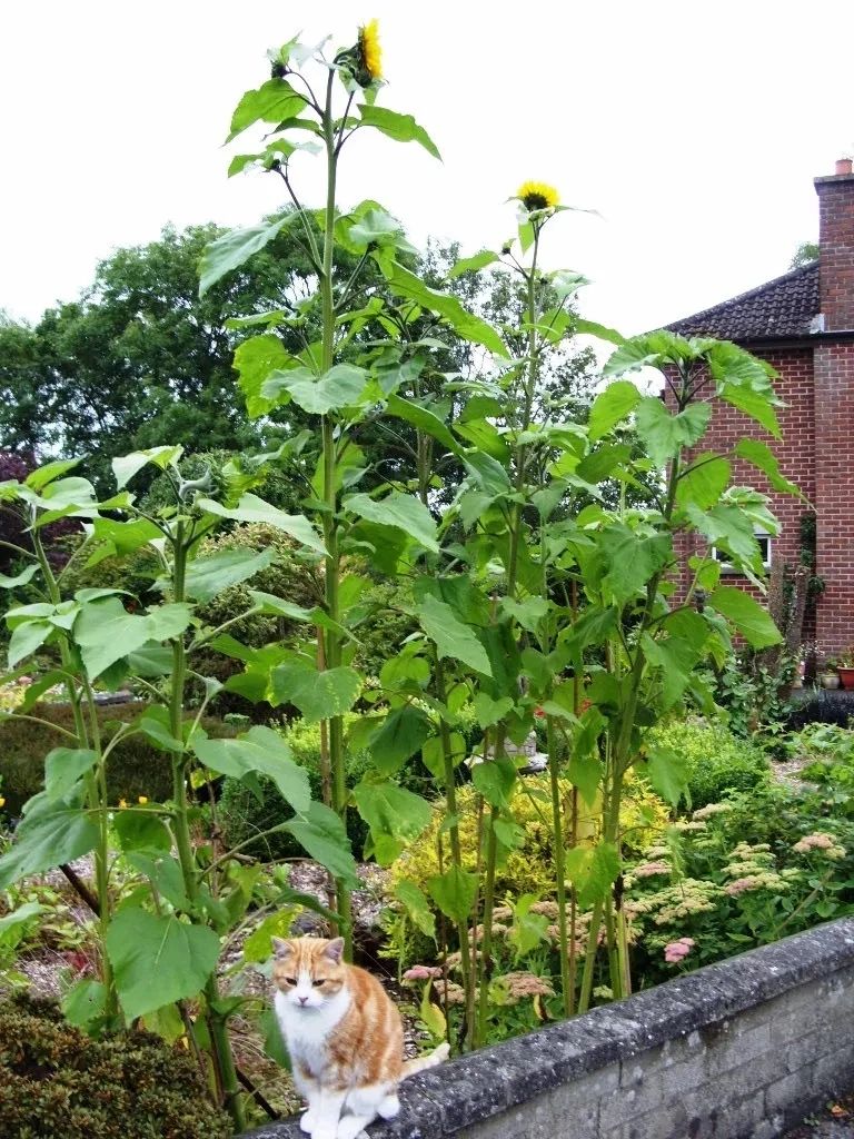 向日葵的盆栽种植方法,向日葵盆栽种植方法全过程