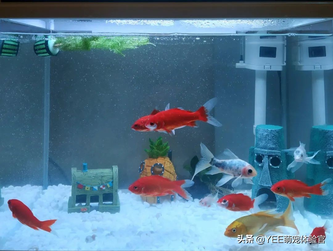 金鱼为什么越养越少,养金鱼的10大忠告