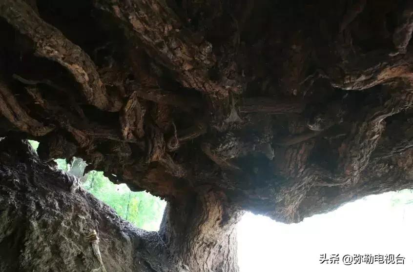 一棵被保护的百年古树,一棵百年的古树被雷击