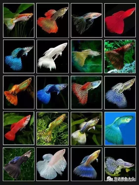 寓意好的热带观赏鱼,比较有寓意的观赏鱼