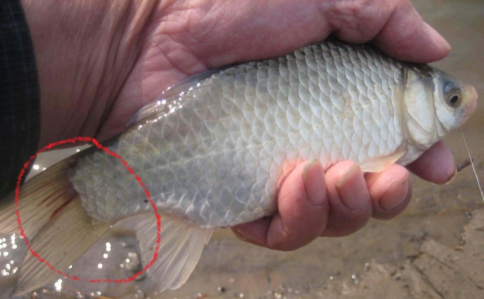 鱼类体外寄生虫有哪些,鱼类寄生虫会寄生人类吗