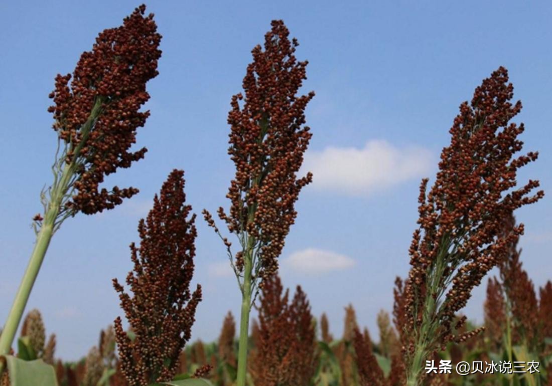 高粱种植技术和方法在线听,高粱种植技术和管理方法