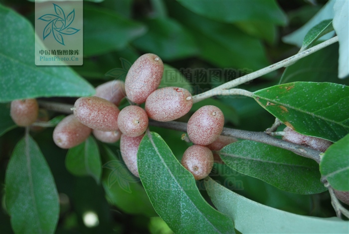 补阳丹，见过吗？活血通络。治跌打骨折、劳伤、小便*禁失**