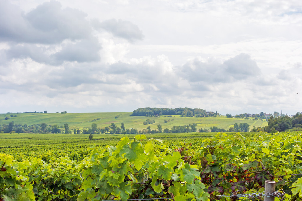葡萄溃疡病打噻唑锌几天见效,阳光葡萄溃疡病症状及治疗方法