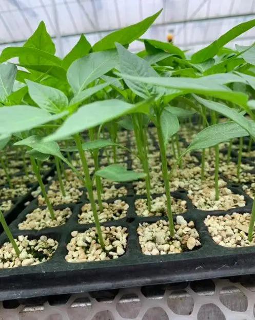 辣椒炭疽病最佳治疗方法,辣椒炭疽病的症状和治疗方法