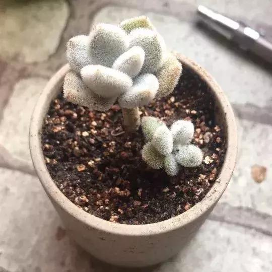 霸气侧漏的多肉植物,霸气的多肉