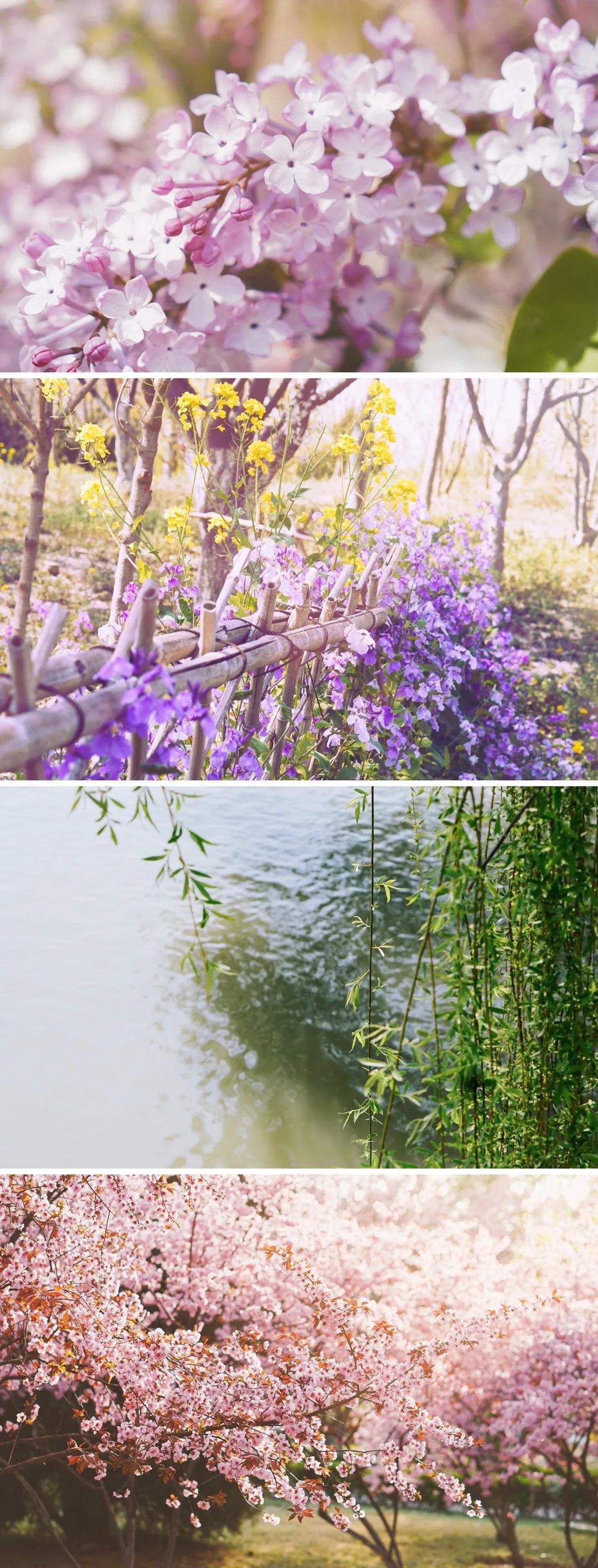 一个不出郑州的踏青好去处,天津春游公园推荐