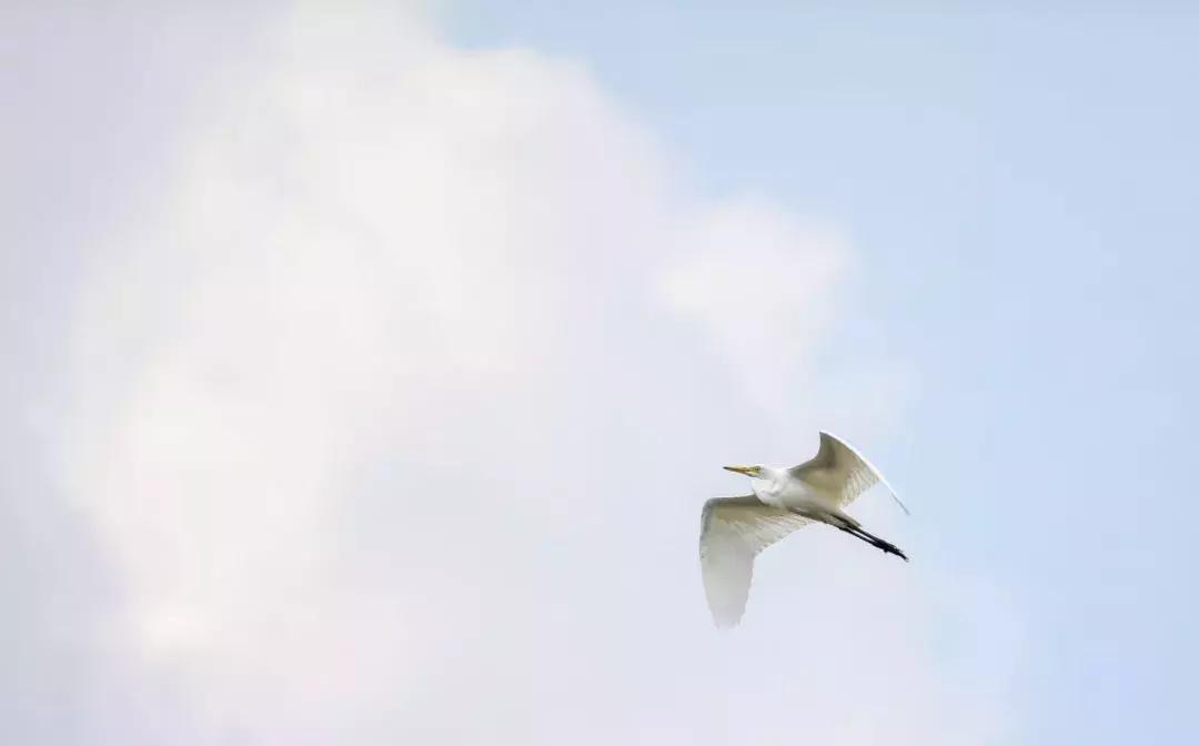 淮安生态环境保护摄影比赛,摄影大师在淮安