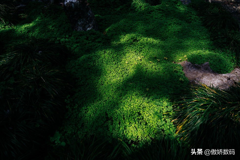 拙政园最让人欣赏的地方,拙政园十大特色