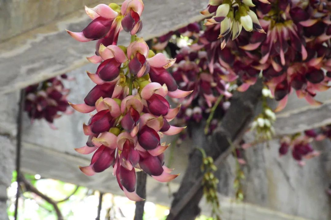 100种常见观叶植物图鉴史上最全,农村常见的100种植物