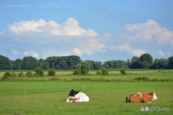 3-12岁成长奶粉哪个最好,3-6岁喝什么成长奶粉好吸收