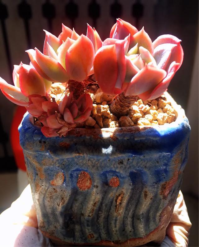 多肉是如何上色的,多肉怎么上色快又好看的绝招