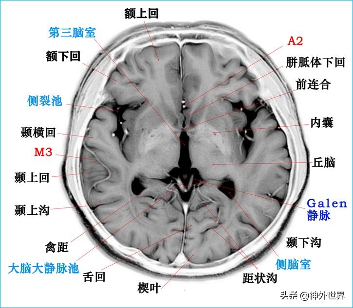 脑解剖学讲解视频全集,脑功能解剖学习