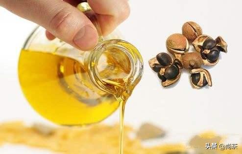 茶叶树和山茶油树的区别是什么,山茶花和茶油树区别图片大全