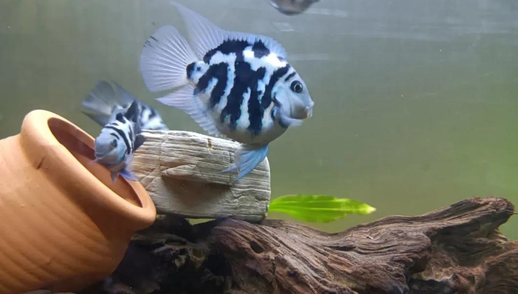 鹦鹉鱼可以跟迷你鹦鹉鱼一起养吗,迷你鹦鹉鱼和鹦鹉鱼能混合吗