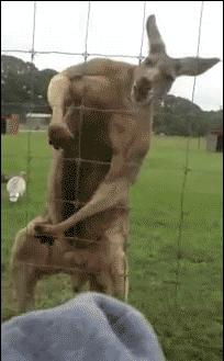 袋鼠和人打架视频,袋鼠为什么喜欢和狗狗打架