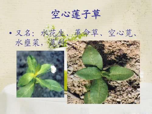 农村田里长草怎么办,农村蔬菜种植基本知识