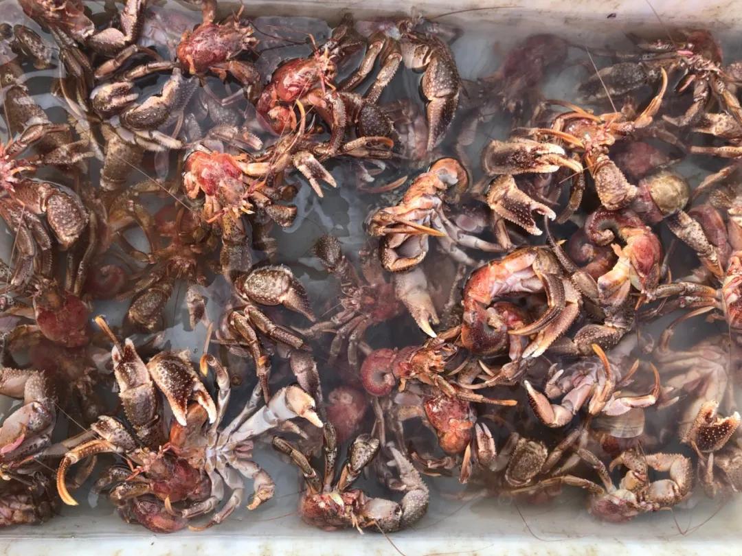 威海100元一斤的海鲜,六月份威海海鲜价格