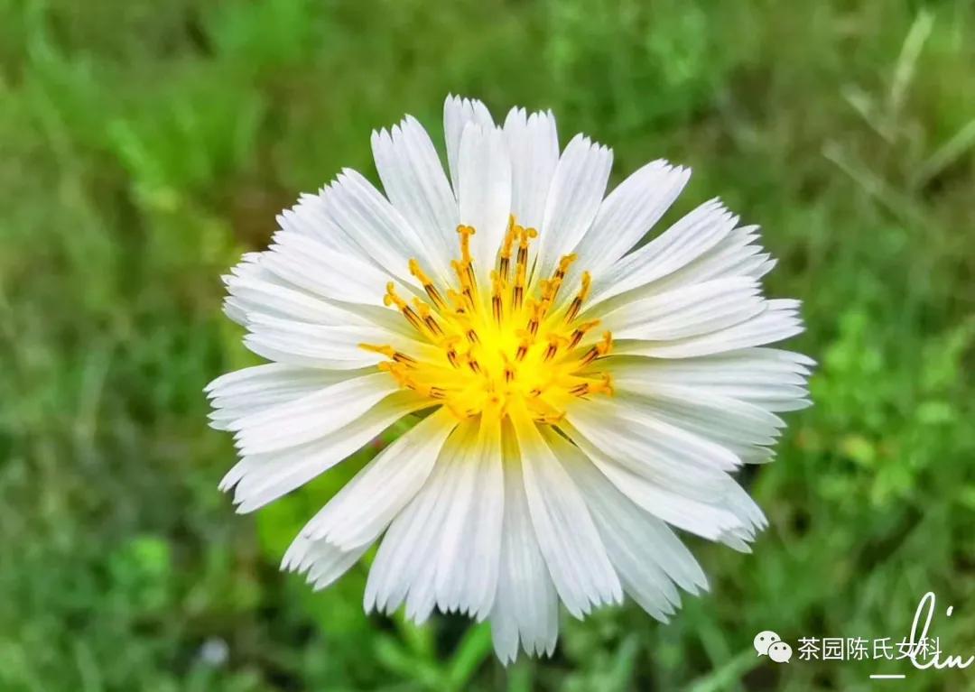 良性乳腺增生病,首选中医药治疗