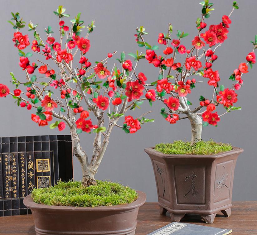 此花号称红宝石,此花美艳动人代表什么