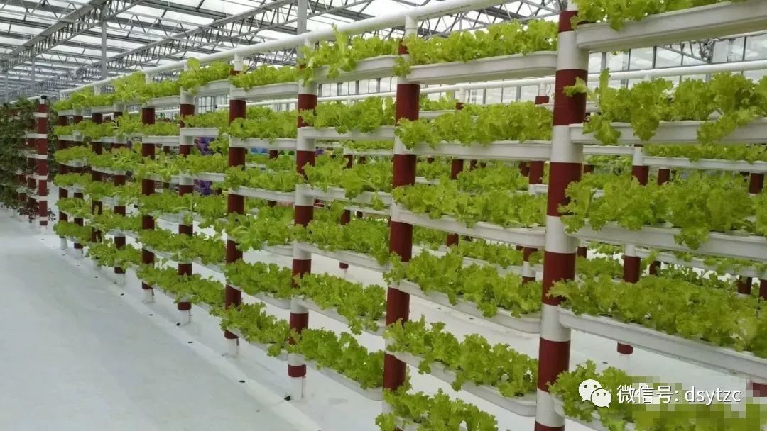 全国蔬菜重点县名单,菜吧生态园规划