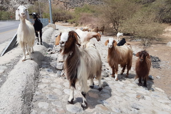 中东土豪在中国游玩,中东土豪游玩