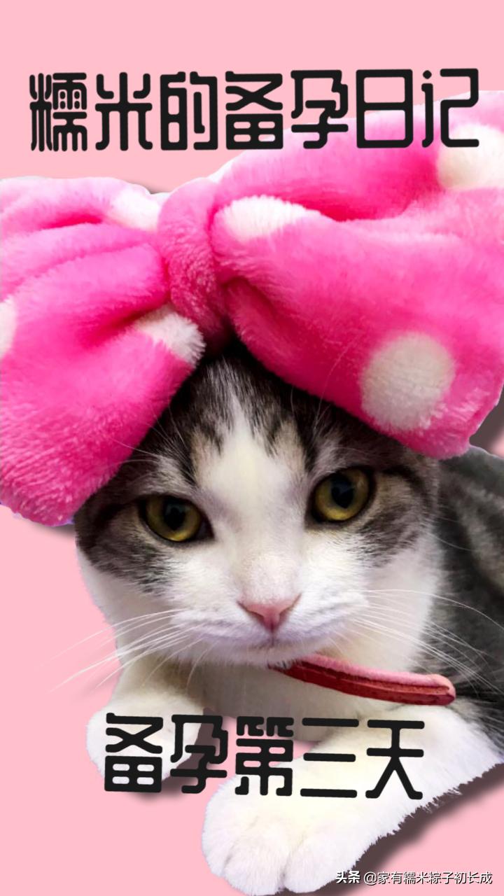 猫咪备孕记录,猫咪糯米的一生