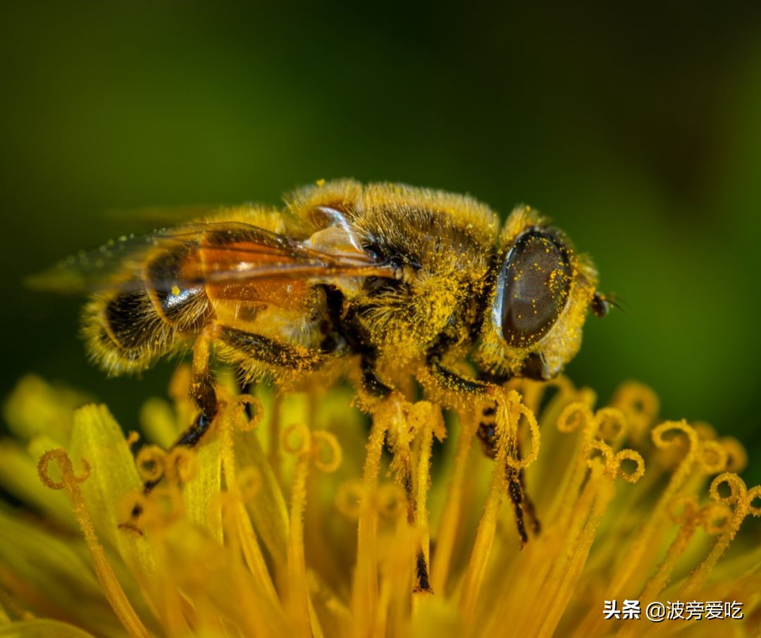 夏天蜂蜜结晶是真蜂蜜还是假蜂蜜,市面上的蜂蜜真假