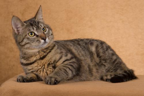 货车司机收养流浪狗后续,司机收养流浪猫一人一车三只猫