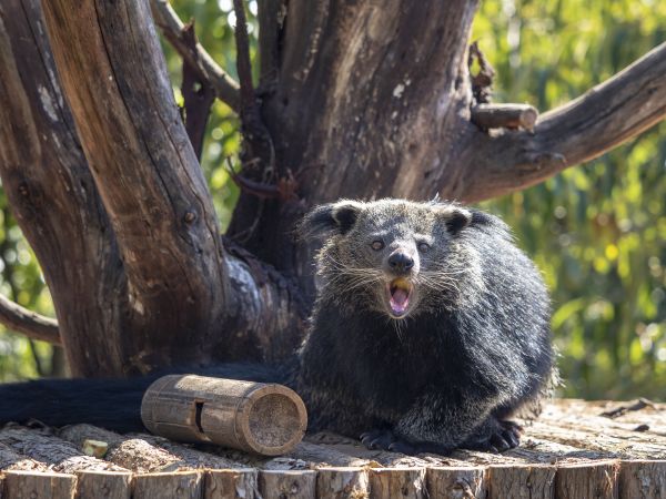 4个月宝宝逛北京动物园,武汉最好逛的动物园