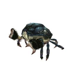 深秋螃蟹,深秋螃蟹肥