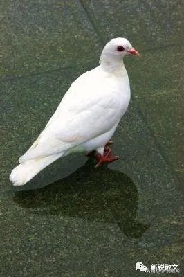 兄长过世,兄长辞世怎样悼念