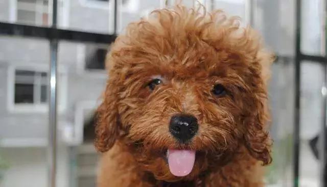 泰迪狗怎么训练视频教程大全,泰迪狗怎么训练捡球