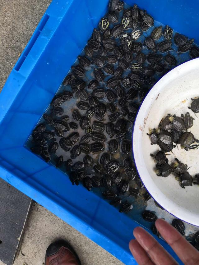 中华草龟新手养大龟还是龟苗好,国龟养殖方法