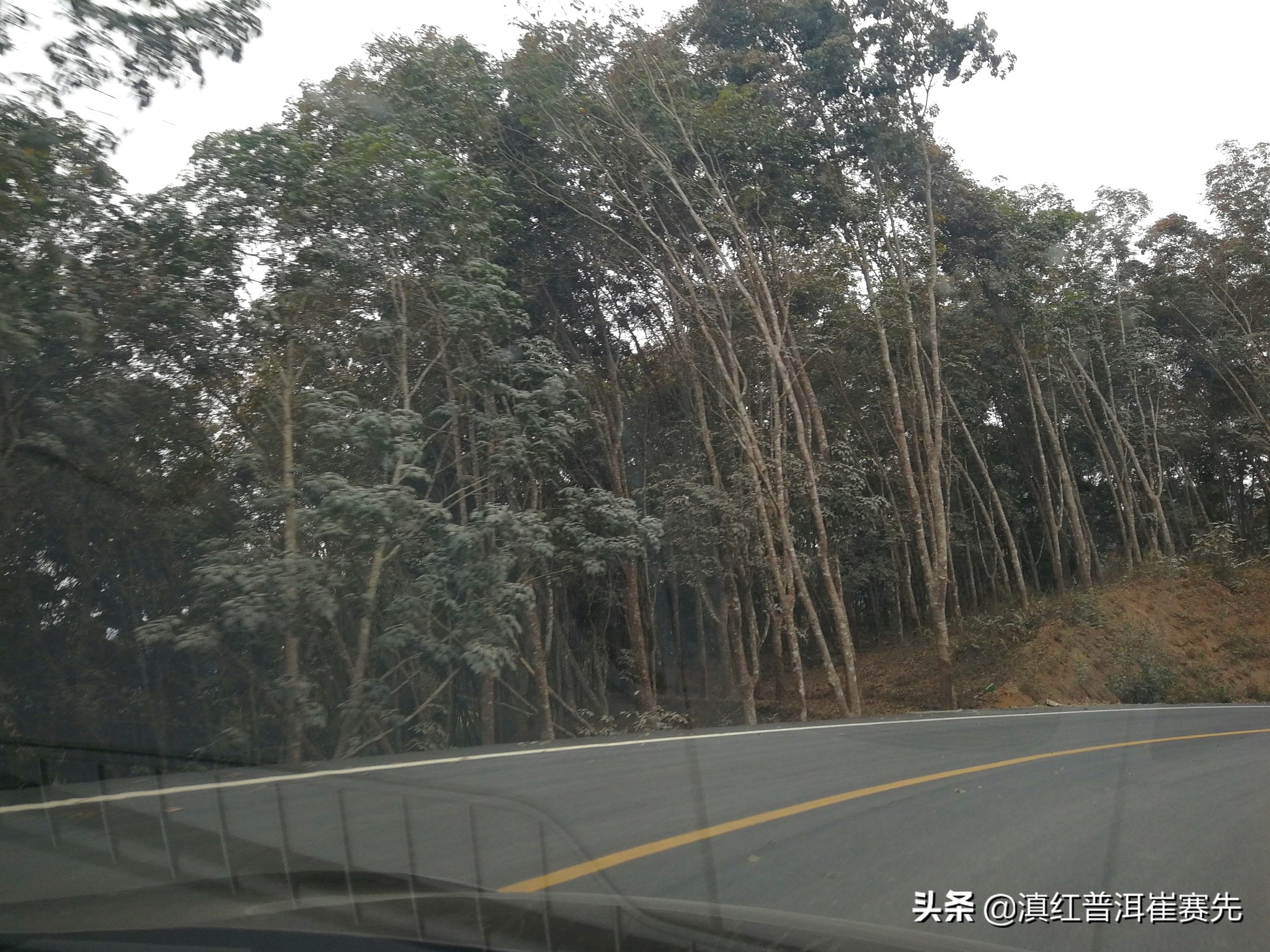 六大茶山号级普洱茶评测,昔归茶山行普洱茶