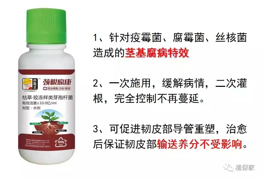 烂脖子怎么治疗最有效,烂脖子病和茎基腐病一样吗