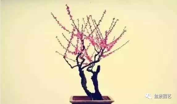 盆景制作方法视频梅花,红梅盆景嫁接的好还是原生的好