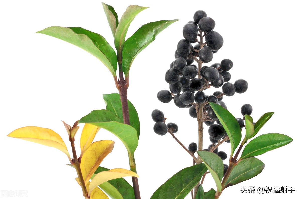 安全有效美容,最有效安全无副作用的美容方式