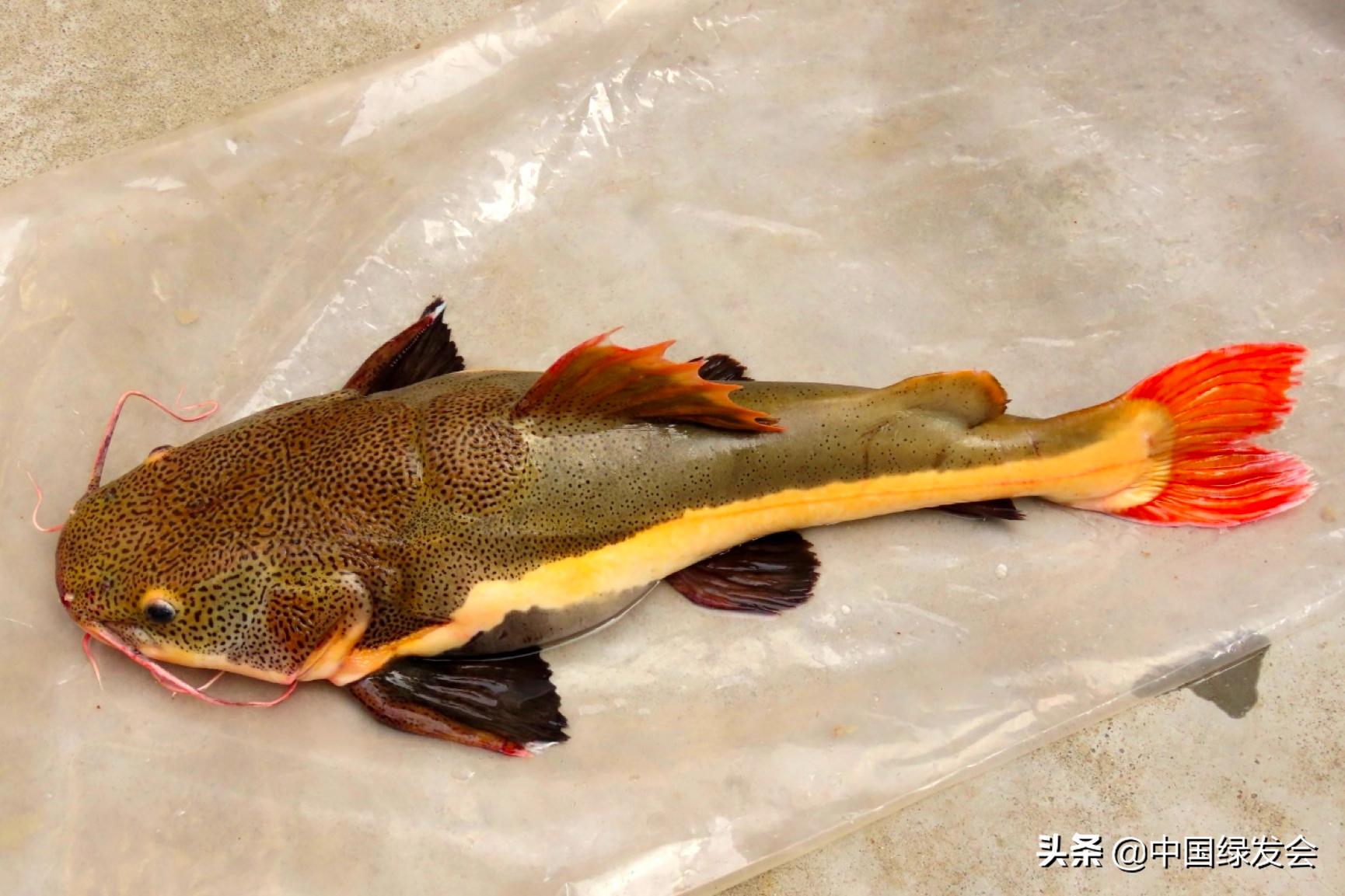 红尾鲶在亚马逊河的地位,亚马逊入侵物种