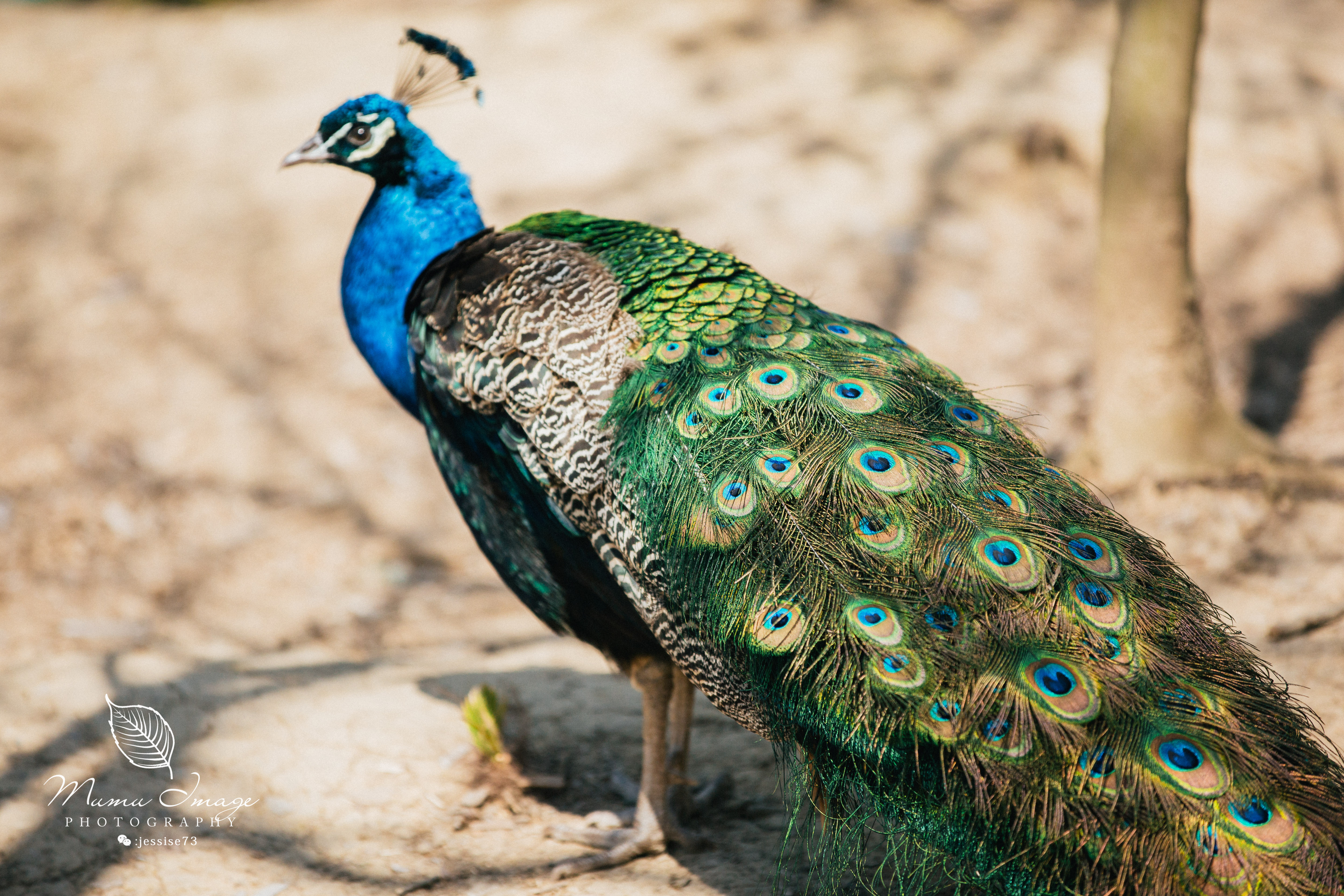 扬州是个不花钱的公园,扬州本地人最喜欢去的公园