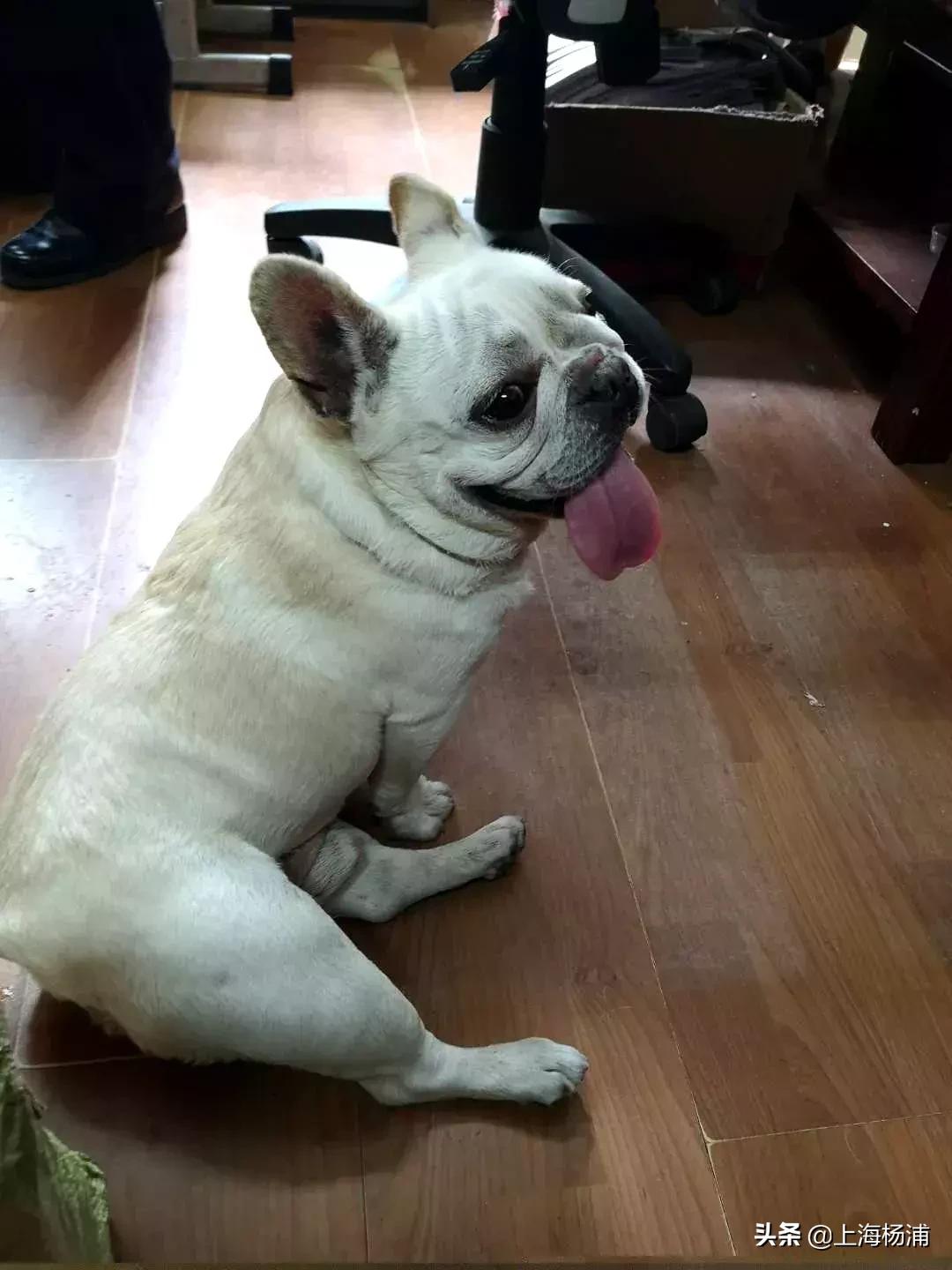 狗狗迷路自己跑进派出所报案,宠物狗狗报警