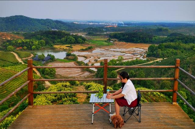 江西靖安最好的茶园,靖安高山白茶茶园