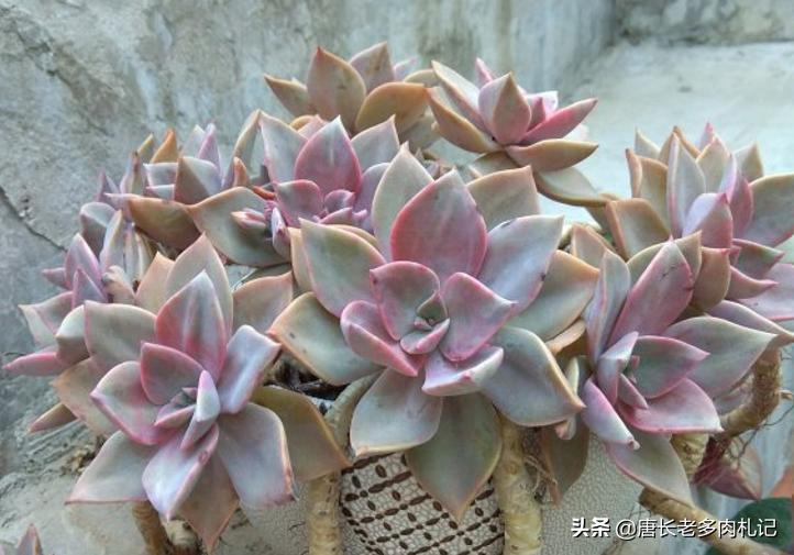 多肉初恋叶子掉落,多肉初恋叶片一碰就掉怎么办