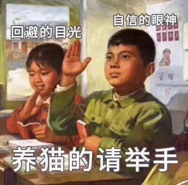 还敢在网上买东西吗,在网上买宠物猫靠谱吗