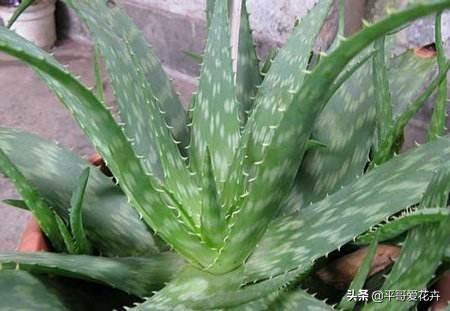 吸附甲醛净化空气的好养的花,室内净化空气除甲醛最好养什么花