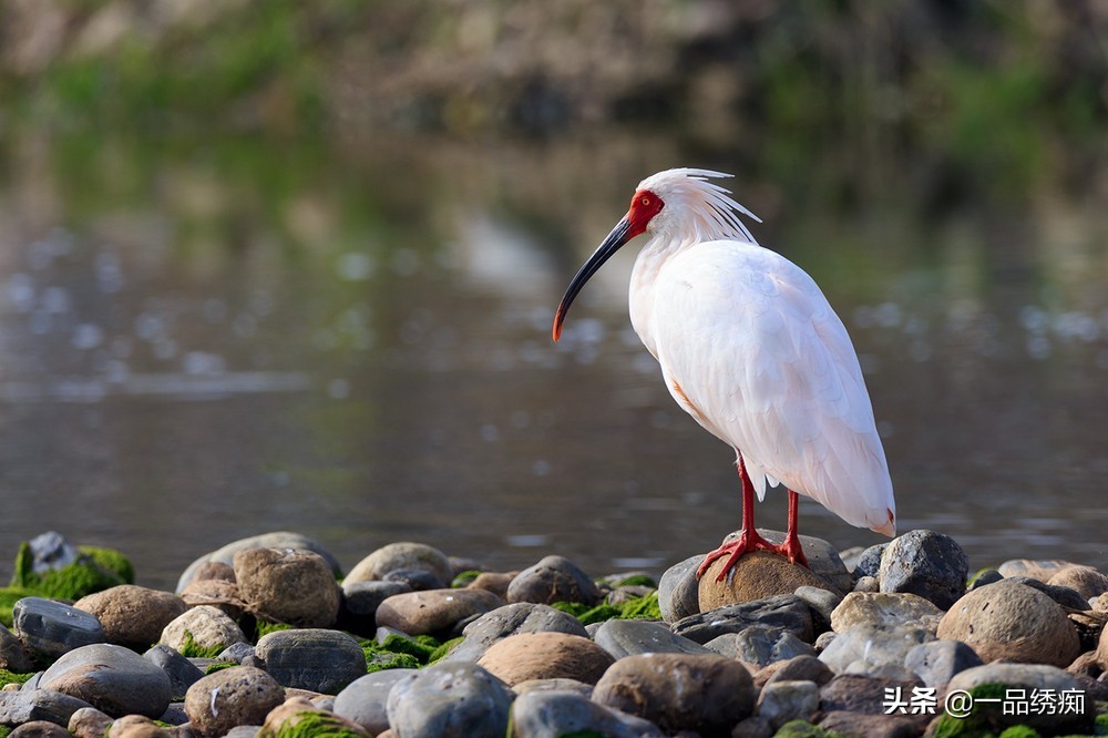 鸟类名字生僻字,带有鸟字的生僻字