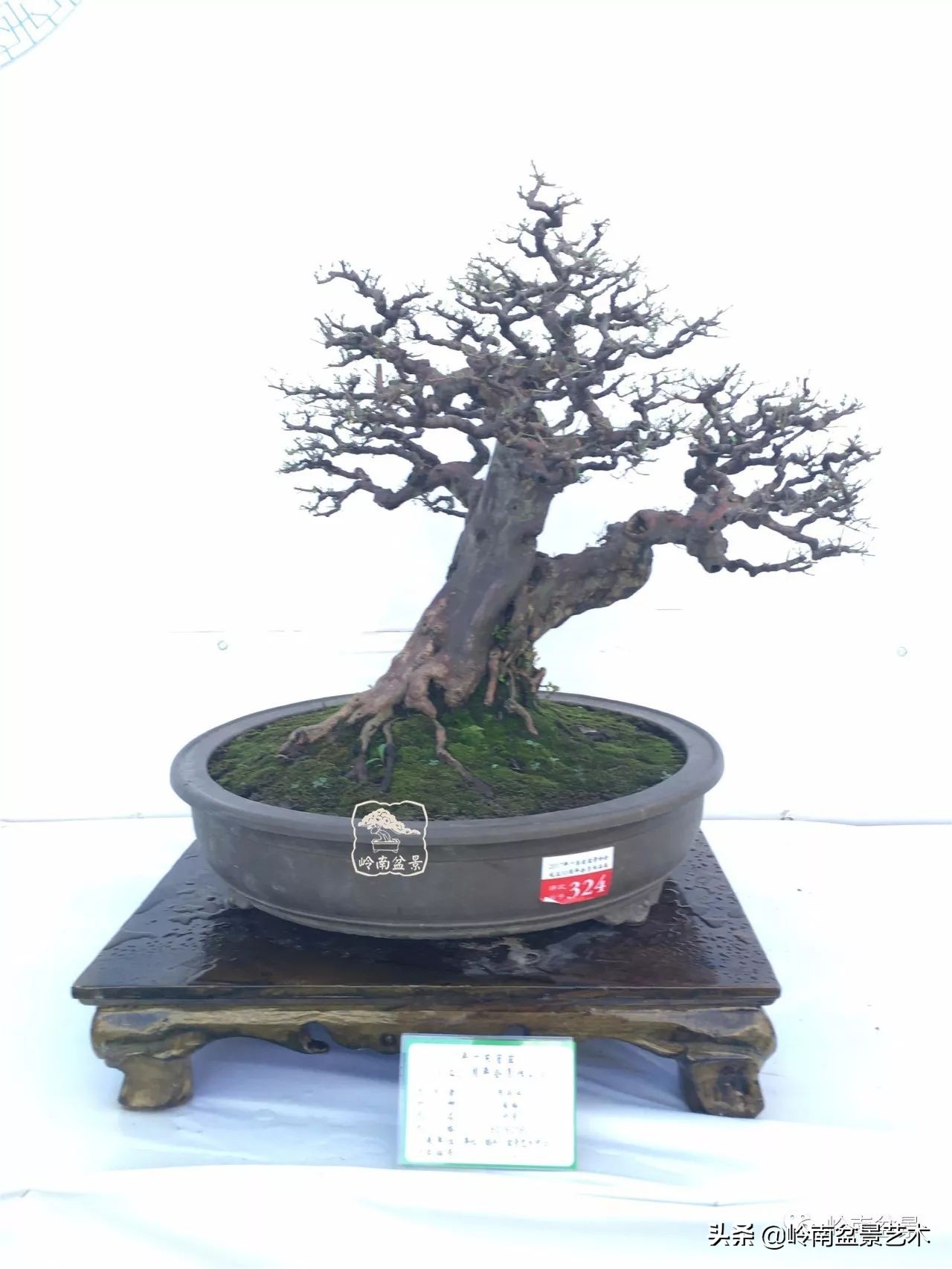 精品雀梅盆景名称,值得收藏的盆景作品欣赏